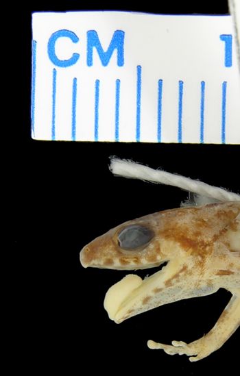 Media type: image; Herpetology A-84633